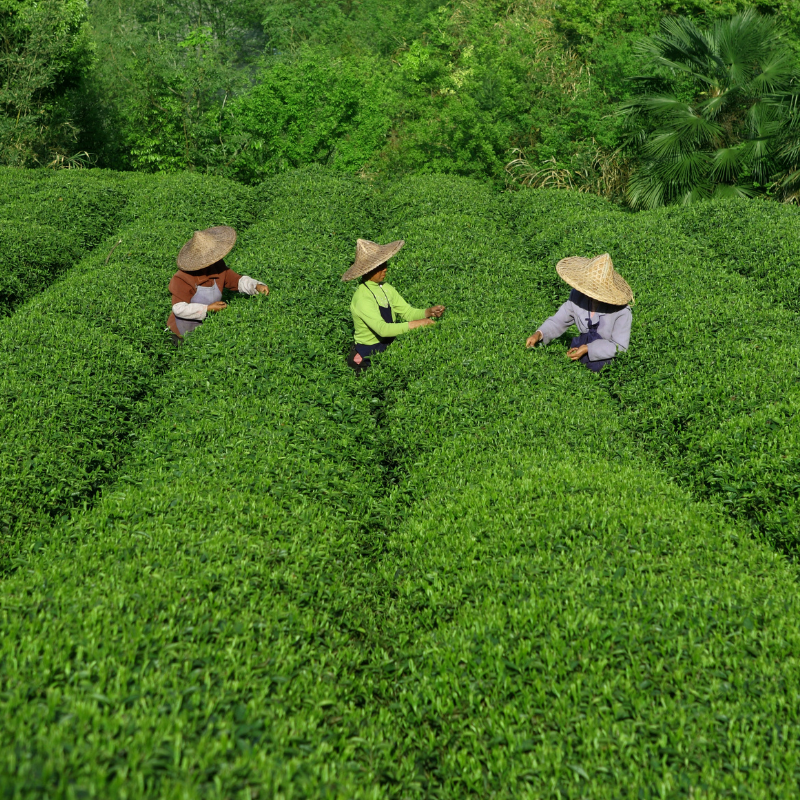 Black Tea Bags